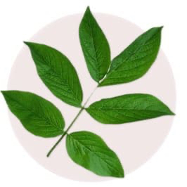 Decorative Greenery