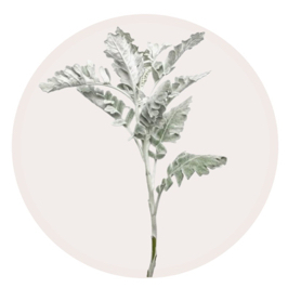 Dusty Miller