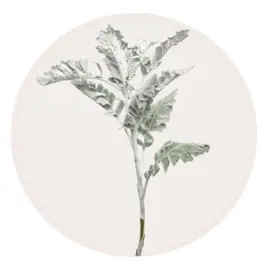 Dusty Miller