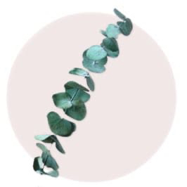 Eucalyptus