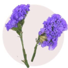 Forget Me Not