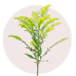 Golden Rod