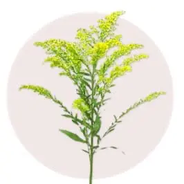 Golden Rod
