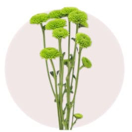 Green Daisy