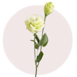 Green Eustoma