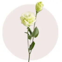 Green Eustoma