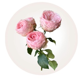 Kupi Rose