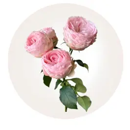 Kupi Rose