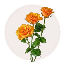 Orange Spray Rose