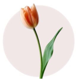 Orange Tulip