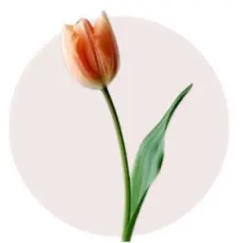 Orange Tulip