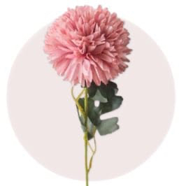 Ping Pong Chrysanthemum Pink