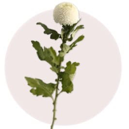 Ping Pong Chrysanthemum