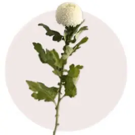 Ping Pong Chrysanthemum