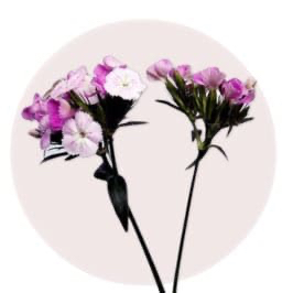Pink Acacia