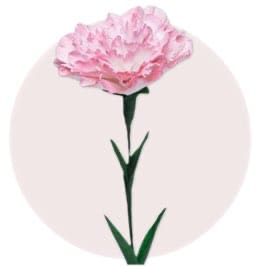 Pink Carnation