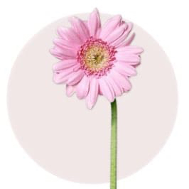 Pink Daisy