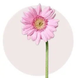 Pink Daisy