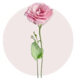 Pink Eustoma