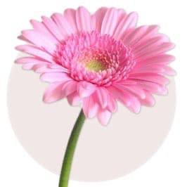 Pink Gerbera