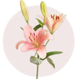 Pink Lily