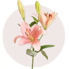 Pink Lily