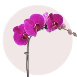 Pink Orchid
