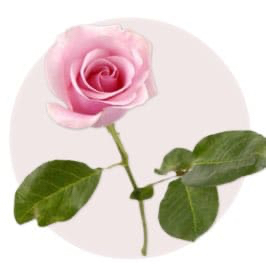 Pink Rose