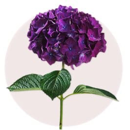 Purple Hydrangea