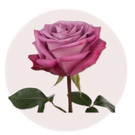 Purple Rose