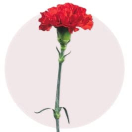 Red Carnation