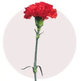 Red Carnation