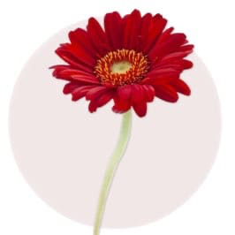 Red Gerbera