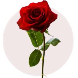 Red Rose