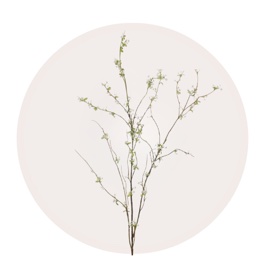Snow Willow