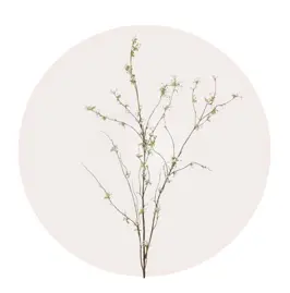 Snow Willow