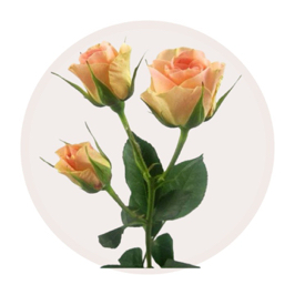 Spray Roses