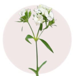 White Acacia