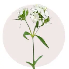 White Acacia