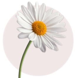 White Daisy