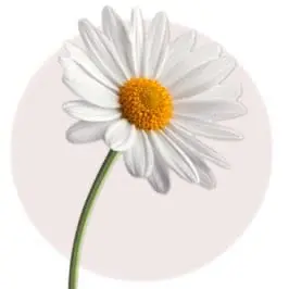 White Daisy