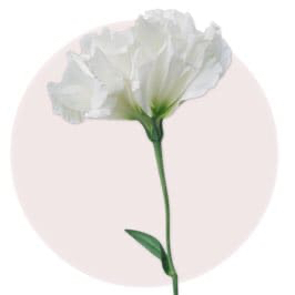 White Eustoma