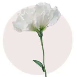 White Eustoma