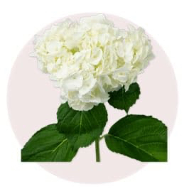 White Hydrangea