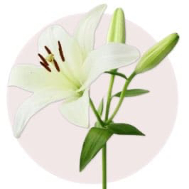 White Lily
