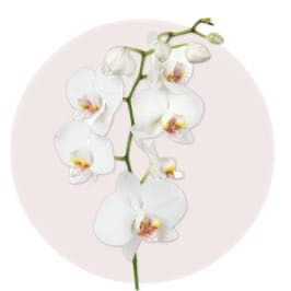 White Orchid