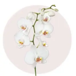 White Orchid