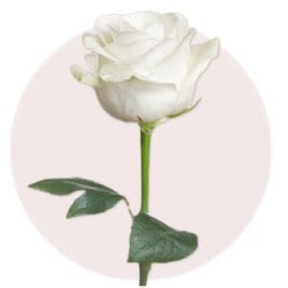 White Rose