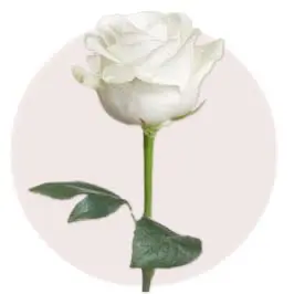 White Rose