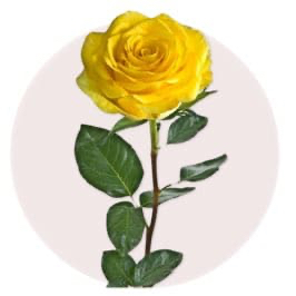 Yellow Rose